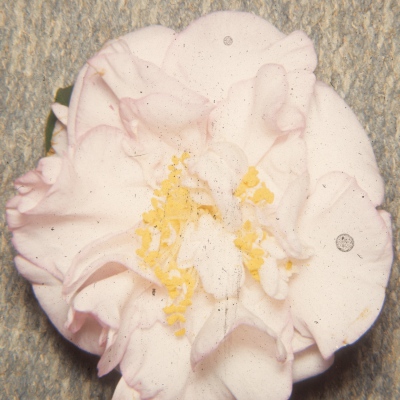 Velma Grantham Blush